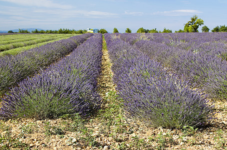 法国南部普罗旺斯地区拉凡德草地紫色风景香味农田山脉收成农村农业香气场地图片