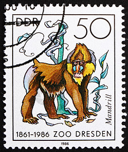 DDR 1986 曼德瑞猴子图片