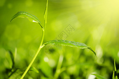 关上茶叶环境叶子蔬菜农田食物农场种植园植物生长花园图片