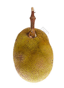 白色背景上孤立的 Jackfruit太阳种植者食物水果菠萝蜜静物生活食品生长农业图片