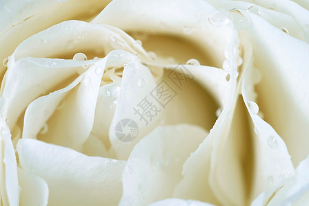 白玫瑰花飞沫淡黄色玫瑰花瓣柔软度宏观展示白色图片