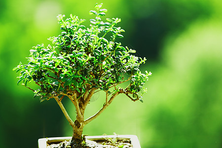 盆骨和碗宏观植物自由爱好叶子植物学植物群美丽生长园艺图片