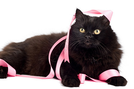 黑猫玩的粉色丝带白色小猫头发兽医友谊动物丝绸猫科宠物朋友图片