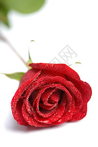 美丽的红玫瑰 带有孤立的水滴(show DOF)图片