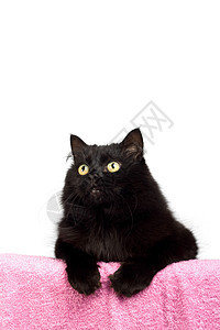 与世隔绝的可爱黑猫手表白色猫科宠物小猫兽医朋友友谊动物粉色图片