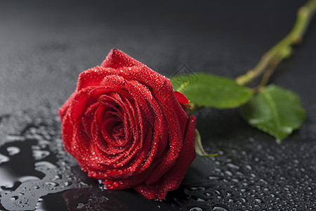 美丽的红玫瑰 黑色背景上流着水滴液体植物礼物花瓣玫瑰植物群滴水植被叶子庆典图片