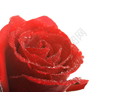 美丽的红玫瑰 与水滴隔绝植物群液体飞沫叶子花瓣礼物庆典花园环境滴水图片