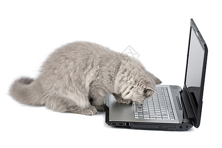 分离的英属小猫和笔记本电脑图片