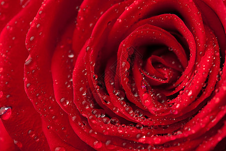 美丽的红玫瑰 带水滴子植物宏观玫瑰花瓣植物群庆典水滴水分露珠展示图片