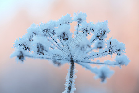 秋叶雪霜美丽的冷冻冬季植物日出植物群冻结假期雪花雾凇衬套水晶蓝色天气背景