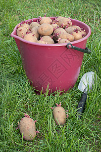 桶中种子土豆图片