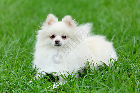 白罗马狗橙子黄色白色动物快乐说谎绿色小狗棕色宠物图片