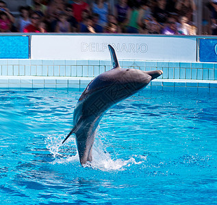 宽吻海豚水族馆蓝色的高清图片