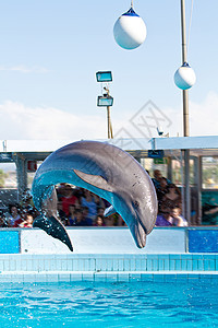 海豚跳跃荒野微笑海洋哺乳动物生活蓝色野生动物火车水族馆鲸鱼图片