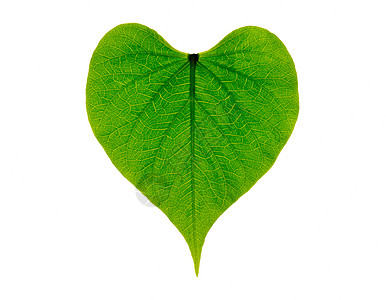 心形绿叶 象征着对环境的热爱和可持续发展的未来图片