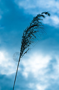 天空中一片草叶背景图片