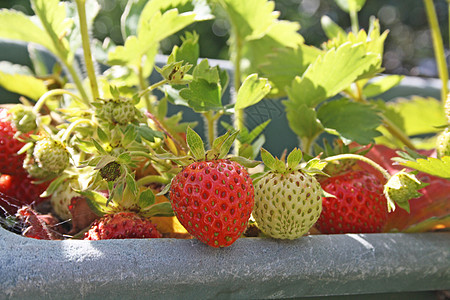 草莓树叶收成味道花园美丽花朵农场饮食水果美食图片