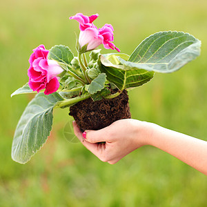 花场地草地橡木生活植物群季节国家农村地球环境图片