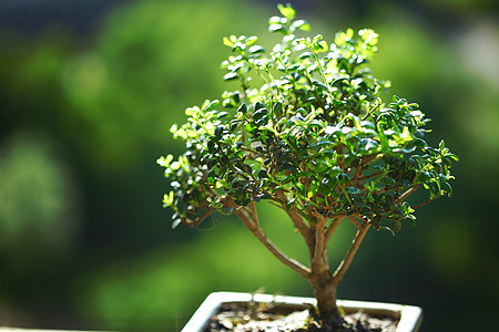 盆骨和碗枝条土壤树干植物自由宏观植物群地球花朵爱好图片