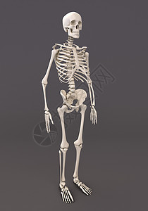 灰色背景的矩形药品骨头人体岩石骨架体积医学骨骼图片