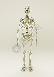 灰色背景的矩形医学骨骼人体体积骨头药品骨架岩石背景图片