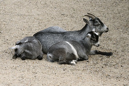 山羊和她的孩子家庭婴儿胡须母亲小山羊父母动物园动物哺乳动物荒野图片