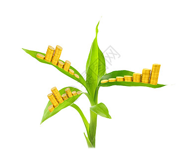 白上隔离的金币和植物生长金子交换经济库存银行业储蓄现金货币债务图片