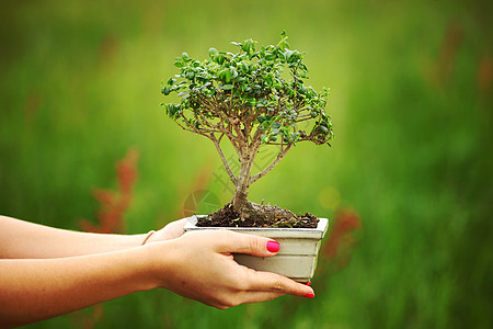 盆骨和碗木头盆栽植物学土壤地球花朵自由植物叶子树干图片