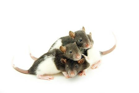 大鼠哺乳动物耳朵老鼠害虫白色宠物灰色尾巴鼻子毛皮图片