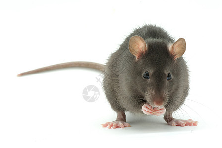 大鼠白色毛皮灰色哺乳动物鼻子耳朵尾巴害虫宠物老鼠图片