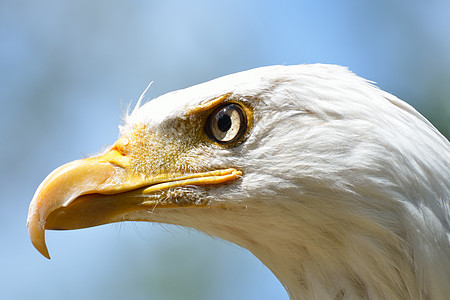 鹰头富豪力量野生动物荒野蓝色捕食者自由羽毛海藻天空图片