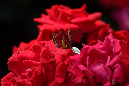 红玫瑰和芽图片