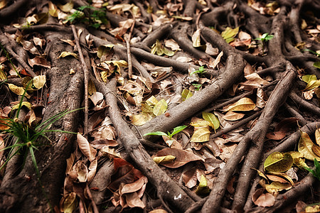 树根棕色植物树叶环境图片