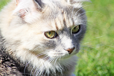 令人惊叹的小猫虎斑谷仓蓝色捕食者橡木眼睛耳朵太阳猫咪爪子图片