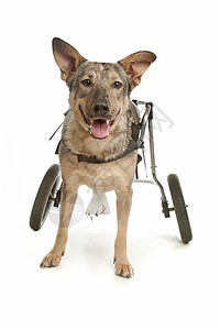坐在轮椅上的狗狗人士椅子工作室动物残障纯种狗医疗训练哺乳动物同伴图片