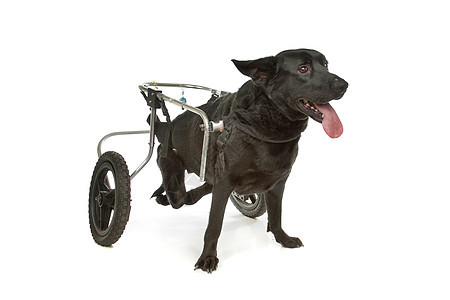 坐在轮椅上的狗狗动物椅子医疗人士哺乳动物白色车辆同伴训练犬类图片