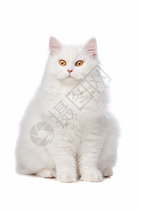 黄眼白猫动物美丽鼻子惊喜毛皮猎人女性玩具猫科胡须图片