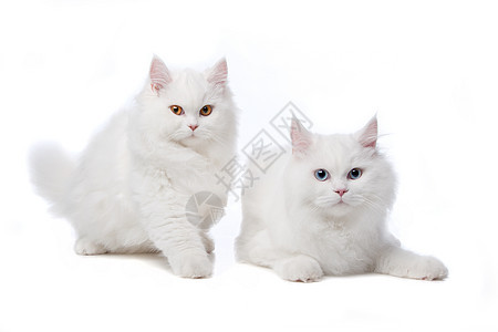 两只蓝色和黄色眼睛的白猫女性毛皮粉色玩具微笑老虎美丽惊喜动物猫科图片