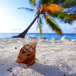 沙壳上 有贝壳旅行假期蓝色星星支撑生活天空海滩海岸线旅游图片
