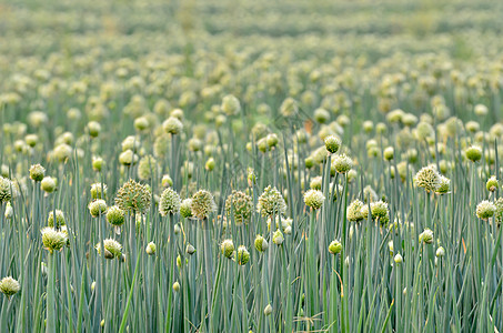 洋葱流动田生产蔬菜白色植物群场地植物生长食物绿色洋葱图片