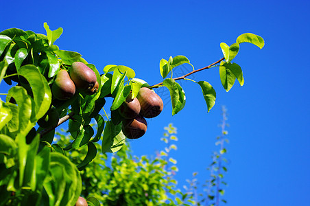 蓝天上树上的梨子图片