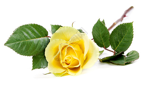 清新黄玫瑰芳香脆弱性宏观庆典花瓣花束浪漫白色礼物植物学图片