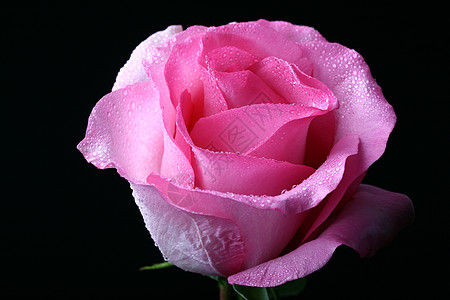 美丽的粉色玫瑰礼物宏观花瓣黑色图片