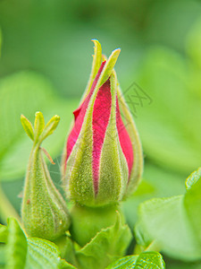 夏日向绿色隔离的春芽别针玫瑰红色茄子叶子荒野野蔷薇臀部浆果框架图片