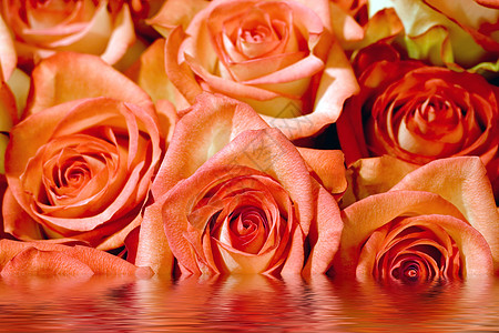 玫瑰的回荡叶子礼物生日花瓣邀请函粉色框架花朵明信片婚礼图片