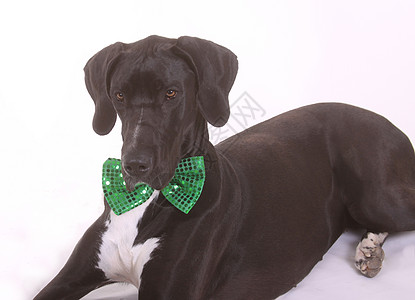 伟大的戴恩与圣帕特里克节的领结舌头绿色黑色小狗水平背景图片