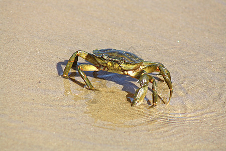 沙滩上的螃蟹荒野支撑眼睛海鲜生态栖息地生活环境海滩甲壳图片