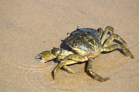 沙滩上的螃蟹假期海滩警报生活热带沿海海鲜生物栖息地生态图片