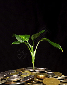 新生活绿色经济进步兴趣成功收益植物货币贷款现金图片