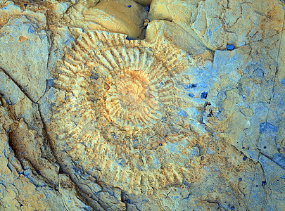亚美闪石头足类石头动物岩石线圈考古学化石科学灭绝地质学图片